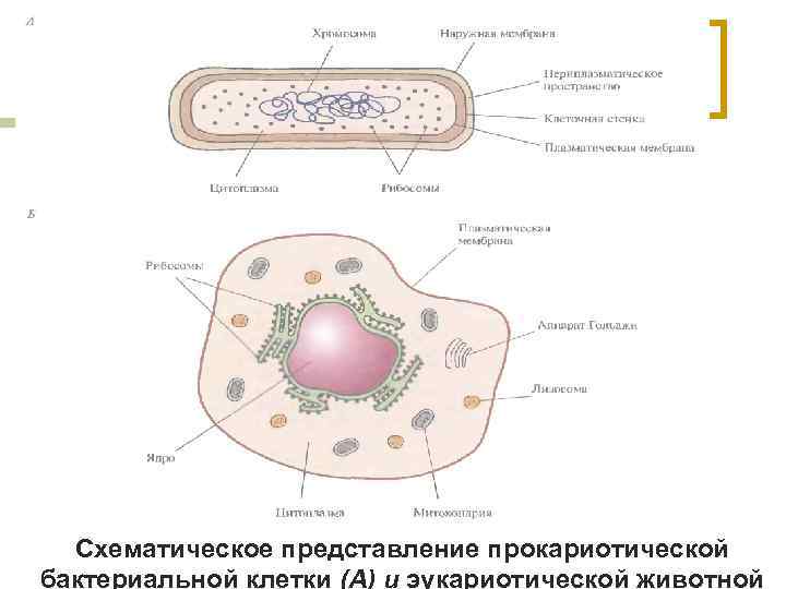 Схематическое представление прокариотической бактериальной клетки (А) и эукариотической животной 