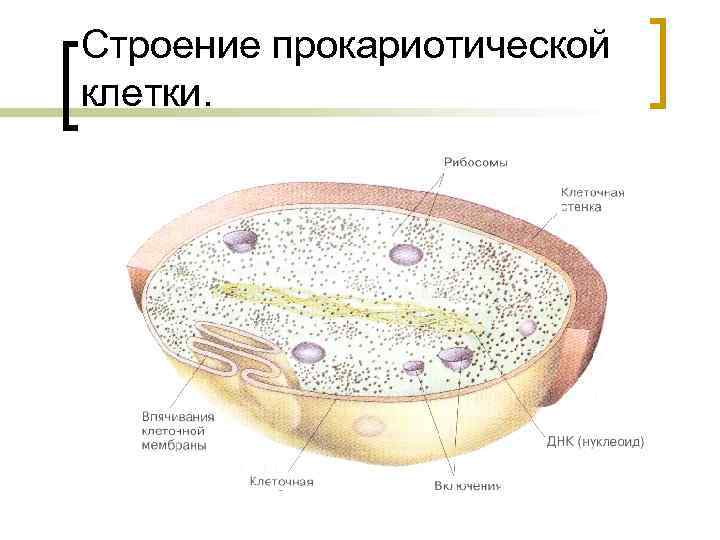 Появление прокариотической клетки