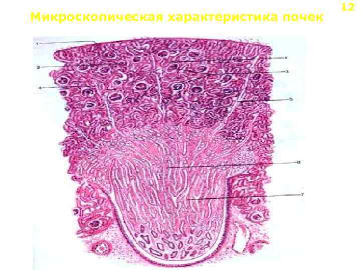 Микроскопическая характеристика почек 12 