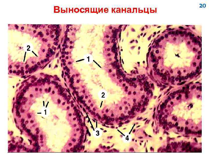 Выносящие канальцы 20 