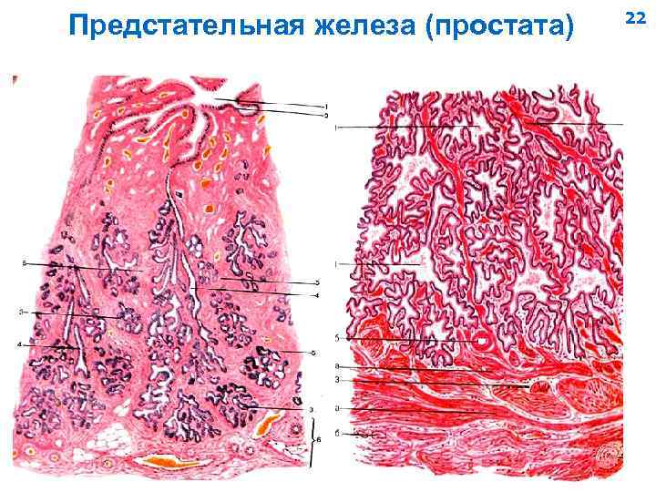 Предстательная железа (простата) 22 