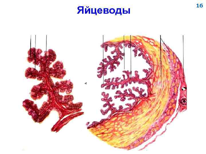 Яйцеводы 16 