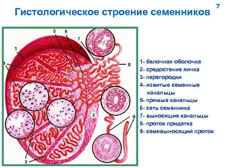 Схему образования желчных пигментов