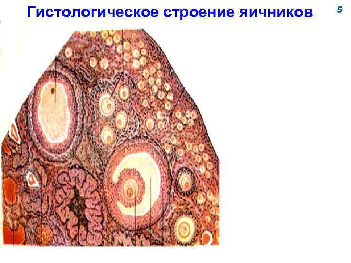 Гистологическое строение яичников 5 