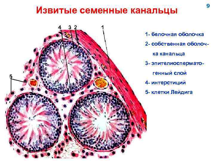 Семявыносящий проток фото