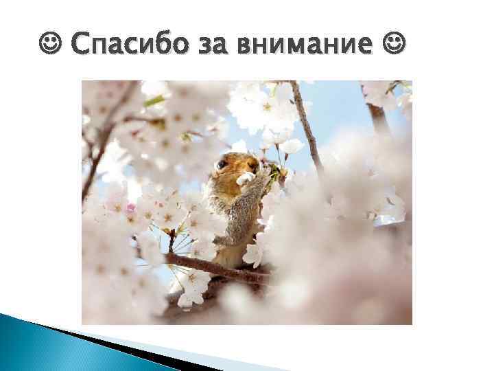  Спасибо за внимание 