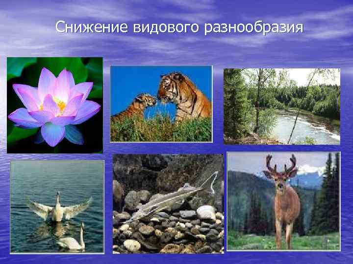 Снижение видового разнообразия 