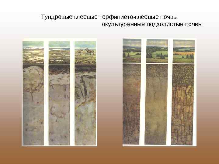 Тундровые глеевые торфянисто-глеевые почвы окультуренные подзолистые почвы 