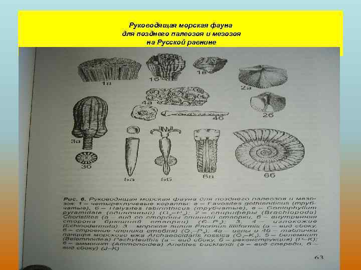 Руководящая морская фауна для позднего палеозоя и мезозоя на Русской равнине 