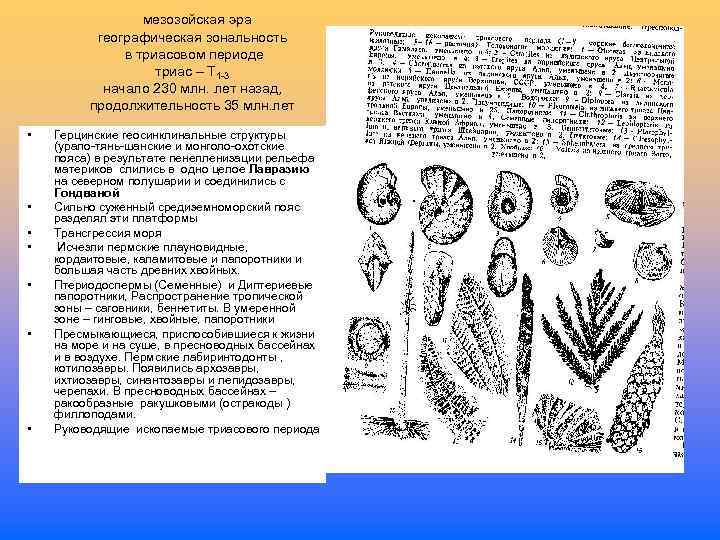  мезозойская эра географическая зональность в триасовом периоде триас – Т 1 -3 начало