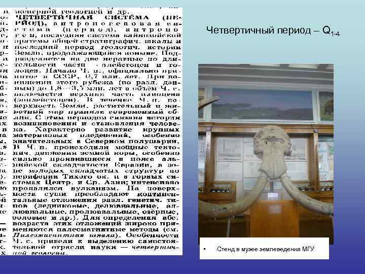 Четвертичный период – Q 1 -4 • Стенд в музее землеведения МГУ 