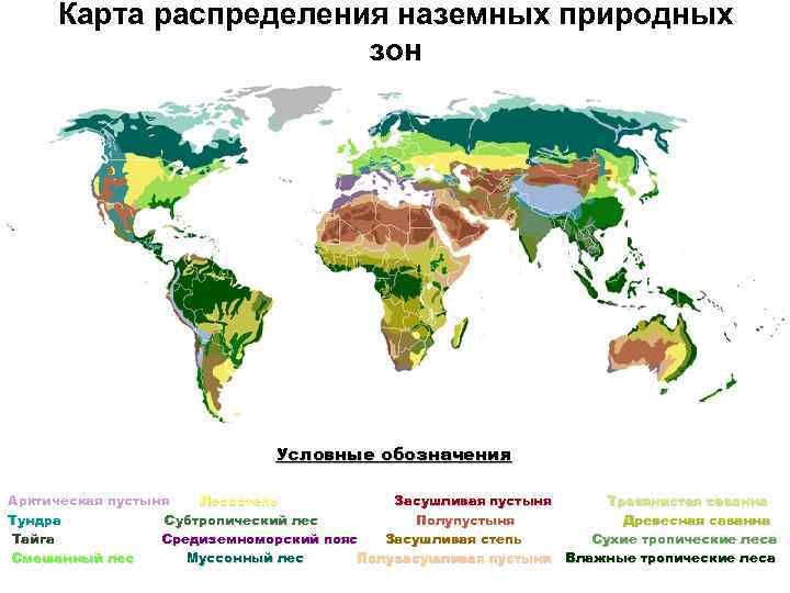  Карта распределения наземных природных зон Условные обозначения Арктическая пустыня Лесостепь Засушливая пустыня Травянистая