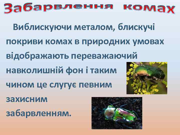 Виблискуючи металом, блискучі покриви комах в природних умовах відображають переважаючий навколишній фон і таким