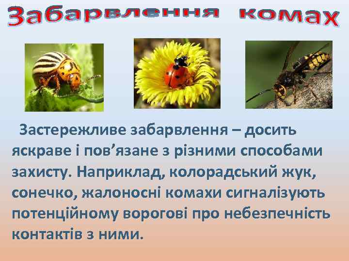 Застережливе забарвлення – досить яскраве і пов’язане з різними способами захисту. Наприклад, колорадський жук,