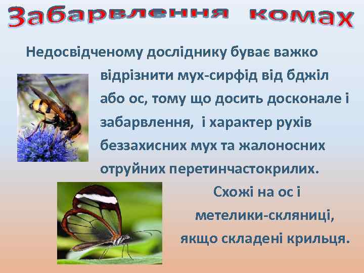 Недосвідченому досліднику буває важко відрізнити мух-сирфід від бджіл або ос, тому що досить досконале