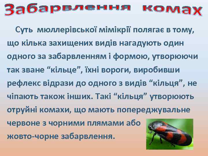 Суть мюллерівської мімікрії полягає в тому, що кілька захищених видів нагадують один одного за