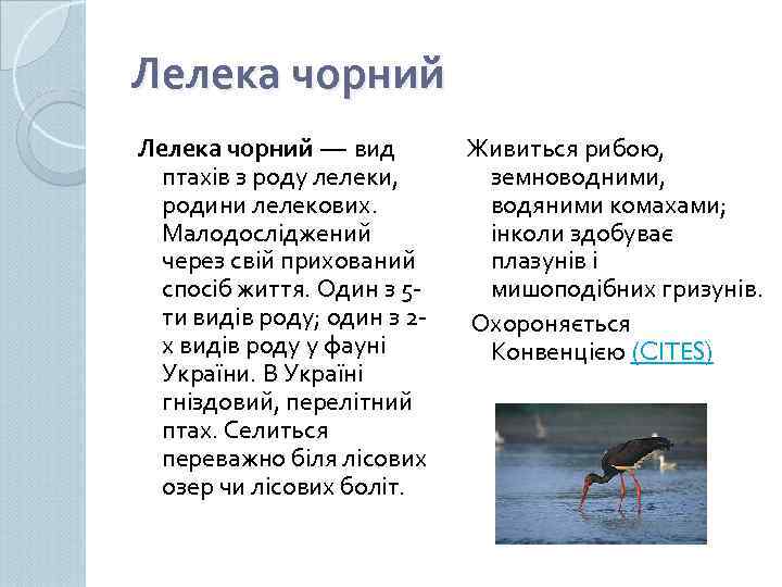 Лелека чорний — вид птахів з роду лелеки, родини лелекових. Малодосліджений через свій прихований