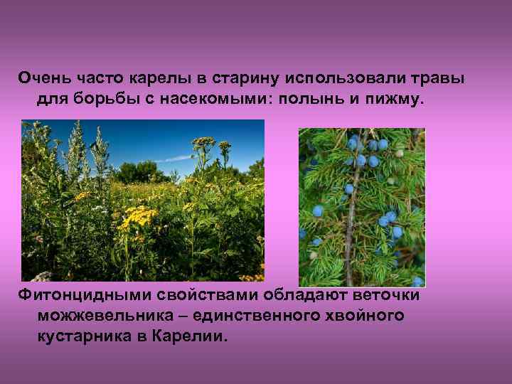 Очень часто карелы в старину использовали травы для борьбы с насекомыми: полынь и пижму.