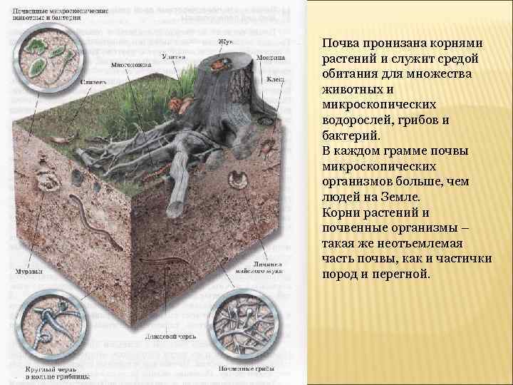 Почва пронизана корнями растений и служит средой обитания для множества животных и микроскопических водорослей,