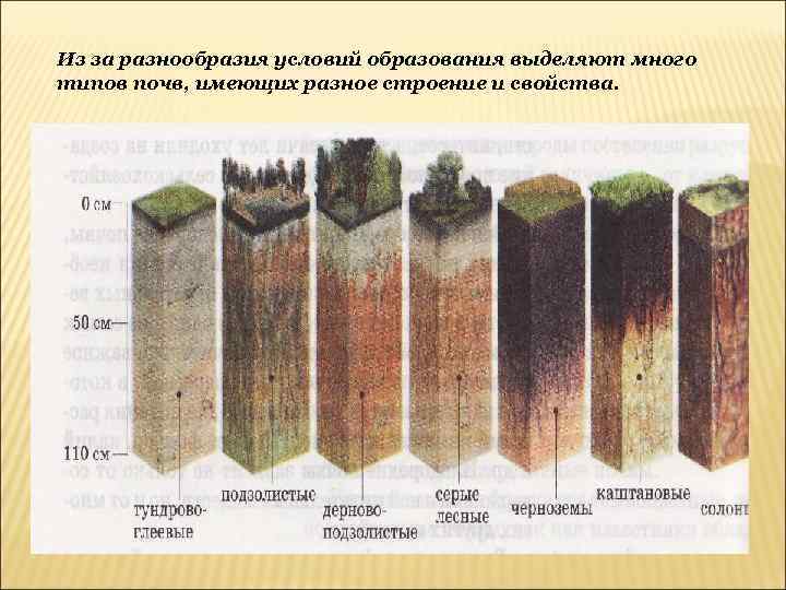 Из за разнообразия условий образования выделяют много типов почв, имеющих разное строение и свойства.