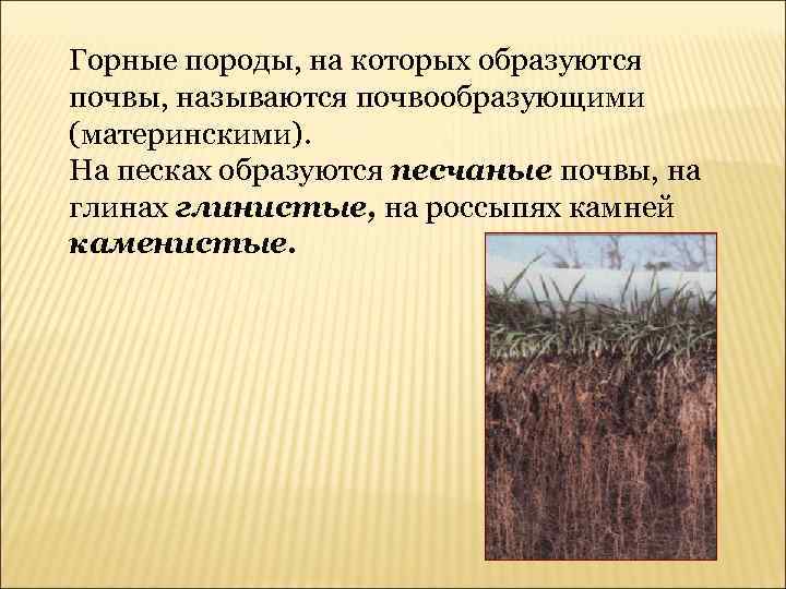 Горные породы, на которых образуются почвы, называются почвообразующими (материнскими). На песках образуются песчаные почвы,