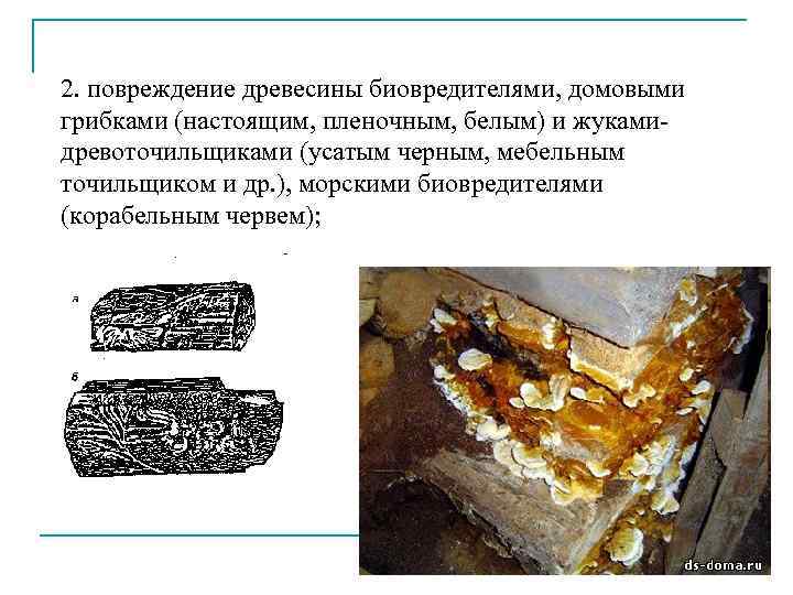 2. повреждение древесины биовредителями, домовыми грибками (настоящим, пленочным, белым) и жукамидревоточильщиками (усатым черным, мебельным