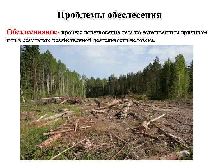 Проблемы обеслесения Обезлесивание- процесс исчезновение леса по естественным причинам или в результате хозяйственной деятельности