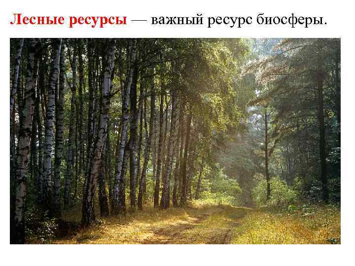 Лесные ресурсы — важный ресурс биосферы. 