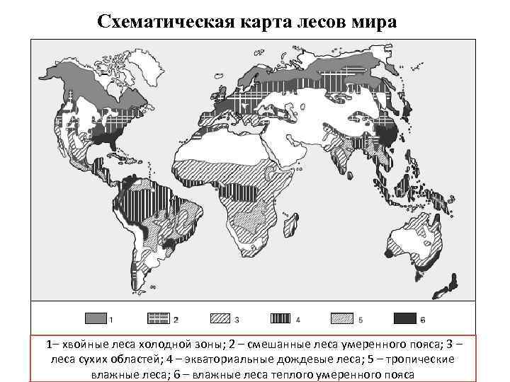 Схематическая карта лесов мира 1– хвойные леса холодной зоны; 2 – смешанные леса умеренного