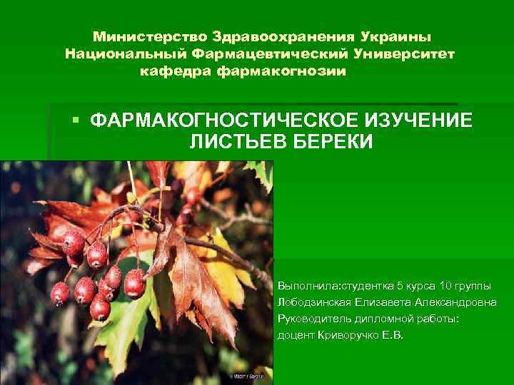 Исследование листьев. Куркин Фармакогнозия. НФАУ Фармакогнозия. ВКР по фармакогнозии. Фармакогностическое изучение лактука.