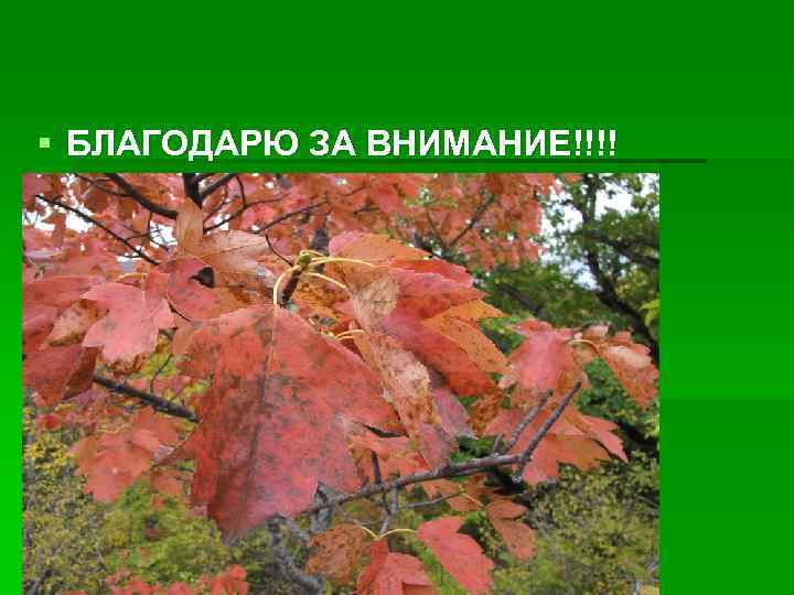 § БЛАГОДАРЮ ЗА ВНИМАНИЕ!!!! 