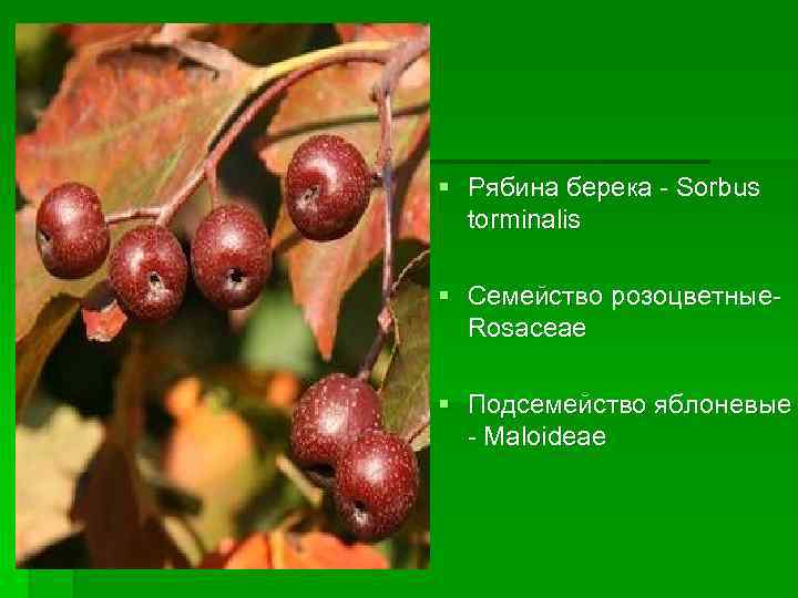 § Рябина берека - Sorbus torminalis § Cемейство розоцветные. Rosaceae § Подсемейство яблоневые -