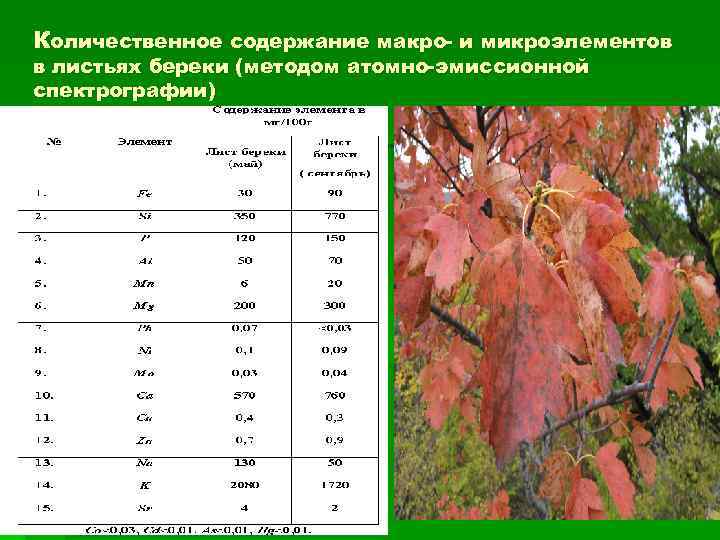 Количественное содержание макро- и микроэлементов в листьях береки (методом атомно-эмиссионной спектрографии) 