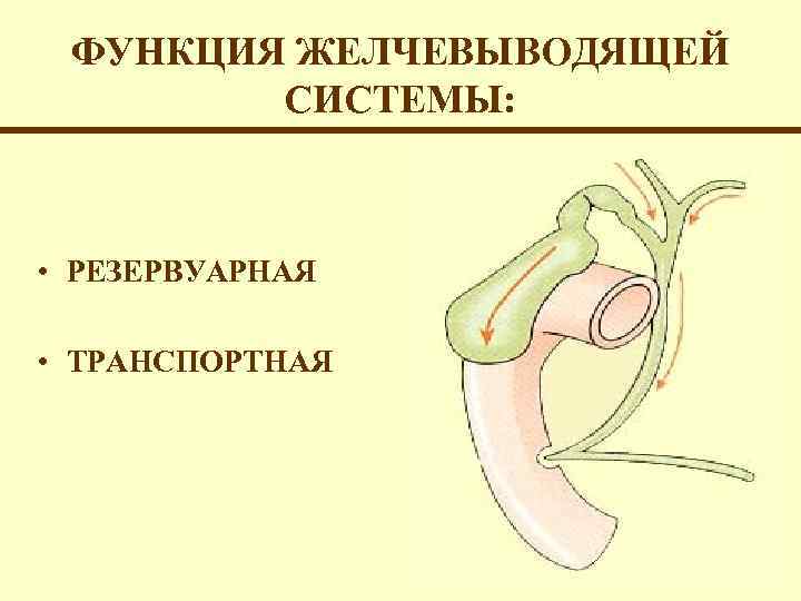 ФУНКЦИЯ ЖЕЛЧЕВЫВОДЯЩЕЙ СИСТЕМЫ: • РЕЗЕРВУАРНАЯ • ТРАНСПОРТНАЯ 