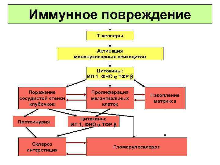Иммунное повреждение Т-хелперы Активация мононуклеарных лейкоцитов Цитокины: ИЛ-1, ФНО ТФР Поражение сосудистой стенки клубочков