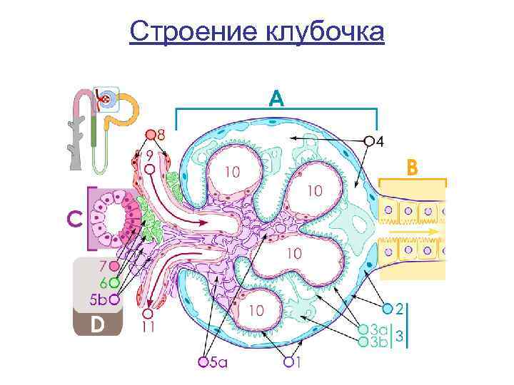 Строение клубочка 