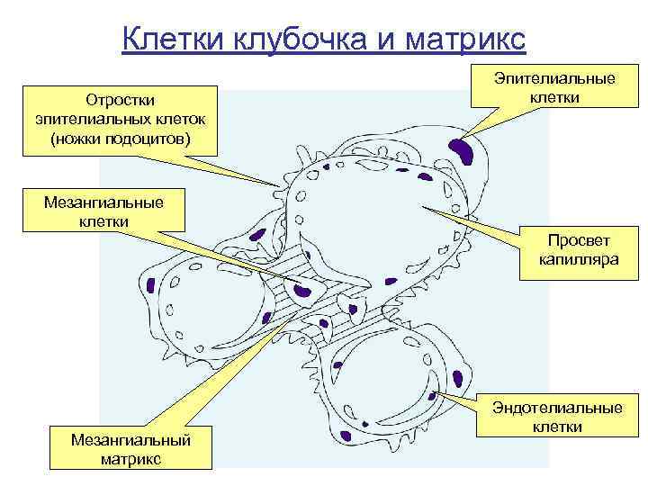 Клетки клубочка и матрикс Отростки эпителиальных клеток (ножки подоцитов) Эпителиальные клетки Мезангиальные клетки Просвет