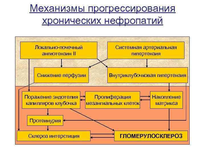Механизмы прогрессирования хронических нефропатий Локально-почечный ангиотензин II Системная артериальная гипертензия Снижение перфузии Поражение эндотелия
