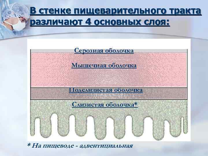 В стенке пищеварительного тракта различают 4 основных слоя: Серозная оболочка Мышечная оболочка Подслизистая оболочка