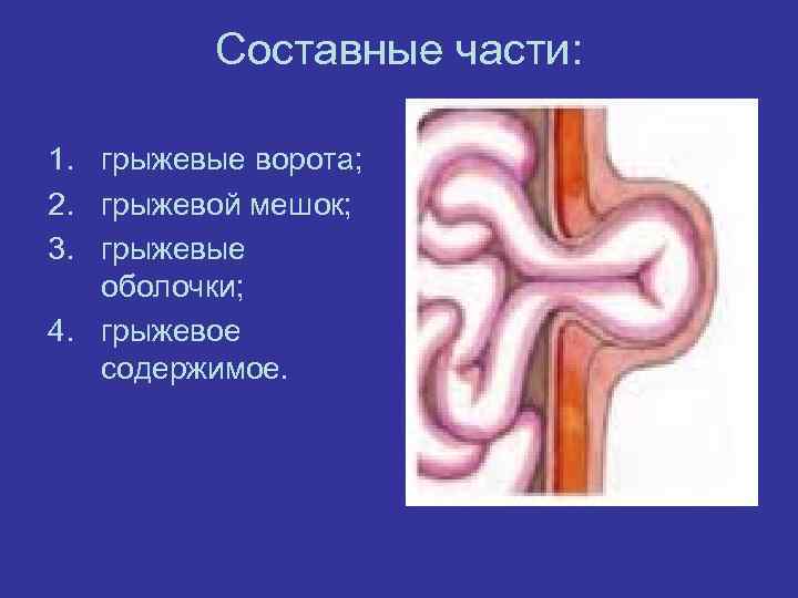 Соcтавные чаcти: 1. гpыжевые воpота; 2. гpыжевой мешок; 3. гpыжевые оболочки; 4. гpыжевое cодеpжимое.