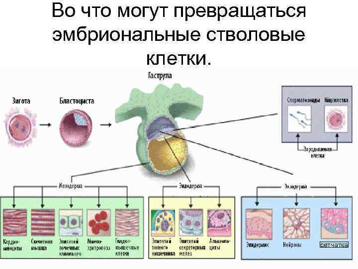 Во что могут превращаться эмбриональные стволовые клетки. сетчатка 
