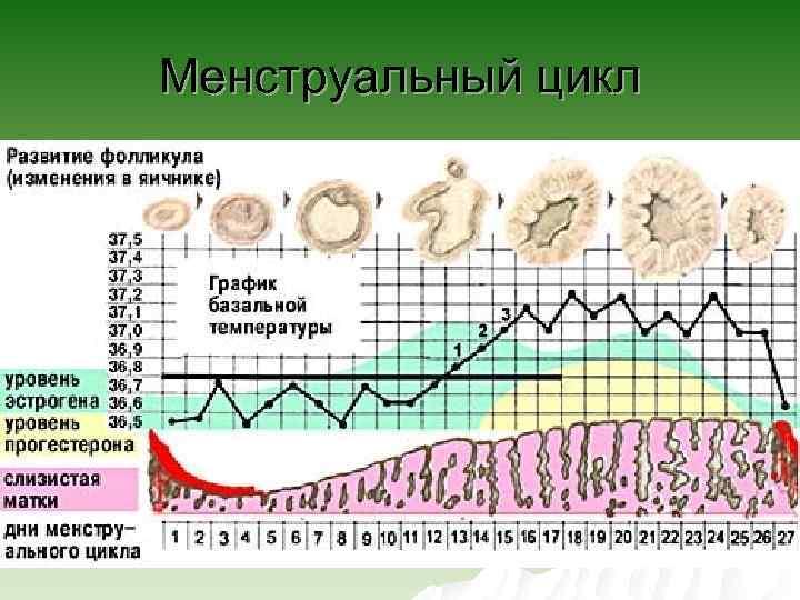 Менструальный цикл 