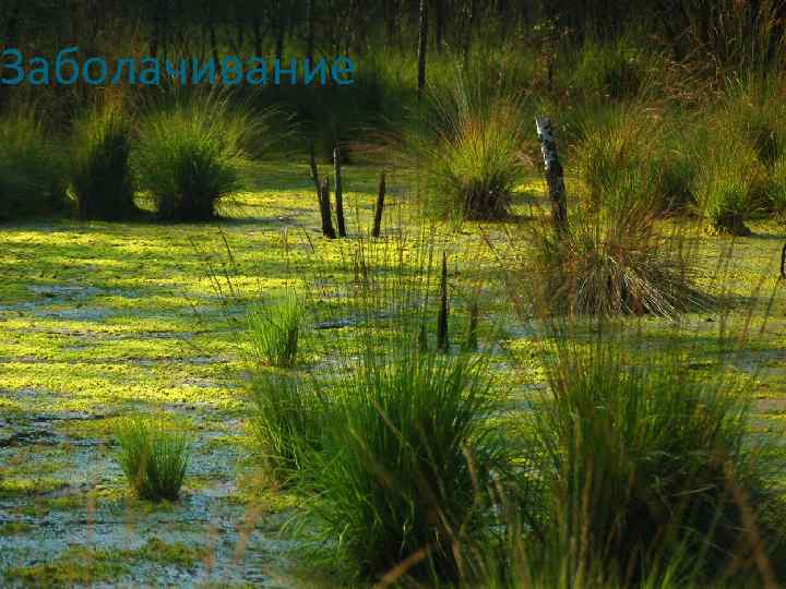 Заболачивание 