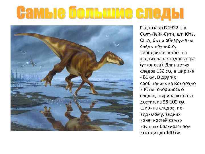 Гадрозавр В 1932 г. в Солт-Лейк-Сити, шт. Юта, США, были обнаружены следы крупного, передвигавшегося