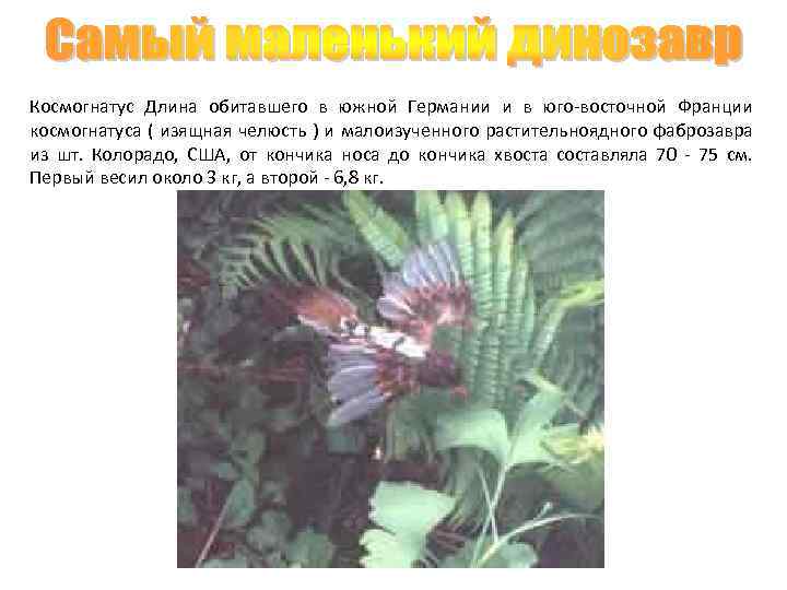 Космогнатус Длина обитавшего в южной Германии и в юго-восточной Франции космогнатуса ( изящная челюсть