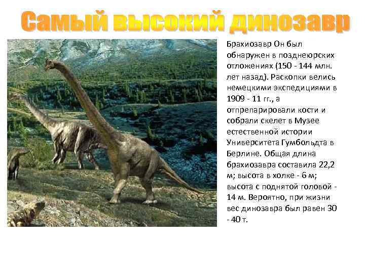 Брахиозавр Он был обнаружен в позднеюрских отложениях (150 - 144 млн. лет назад). Раскопки