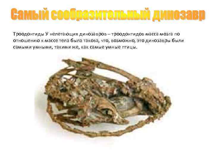 Троодонтиды У нелетающих динозавров – троодонтидов масса мозга по отношению к массе тела была