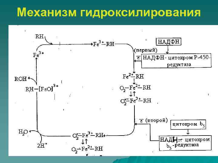 Механизм гидроксилирования 