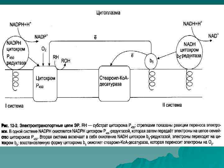 Схема редуктазной цепи окисления в микросомах