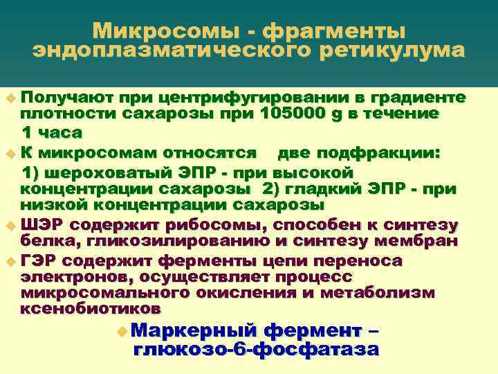 Микросомы - фрагменты эндоплазматического ретикулума u Получают при центрифугировании в градиенте плотности сахарозы при